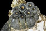 Two Desmostylus Molars (Hippo-Like Animal) In Rock - California #154322-3